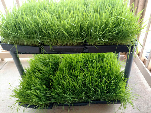 DREE'S ORGANIC WHEATGRASS 1lb. Locally only sold through Truly Living Well Farm