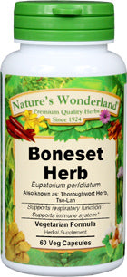 Boneset